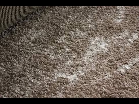 How To Get Smell Out Of Carpet >> How To Get Smell Out Of Carpet Youtube How To Get Smell Out Of Carpet >> How To Get Smell Out Of Carpet Youtube