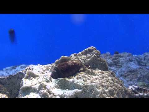 リアル寄生獣「マガキガイ」　Real parasitic beast "conomurex luhuanus"