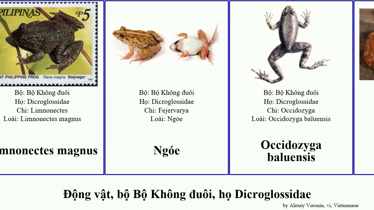 Động vật, bộ Bộ Không đuôi, họ Dicroglossidae limnonectes occidozyga ếch paa animal lima magnus