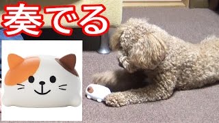 ドレミファキャット演奏させてみた