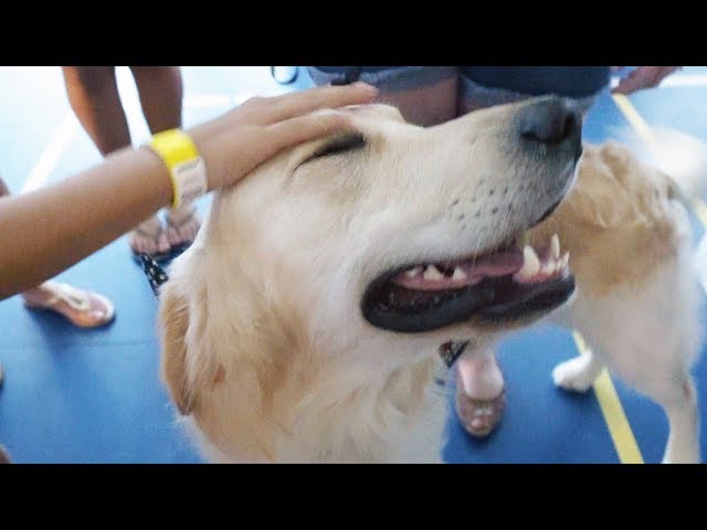 Meet Kuzco the Golden Retriever Pup! (Super Cooper Sunday 162.5)