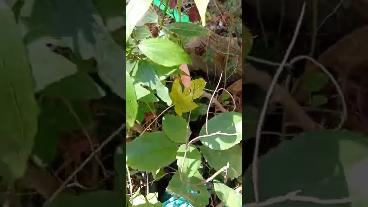 #pinksleepinghabiscus