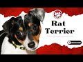 Unleash The Fun Facts: Rat Terrier Puppies