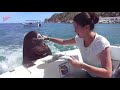 Sea Lion Hitches a Ride on Boat