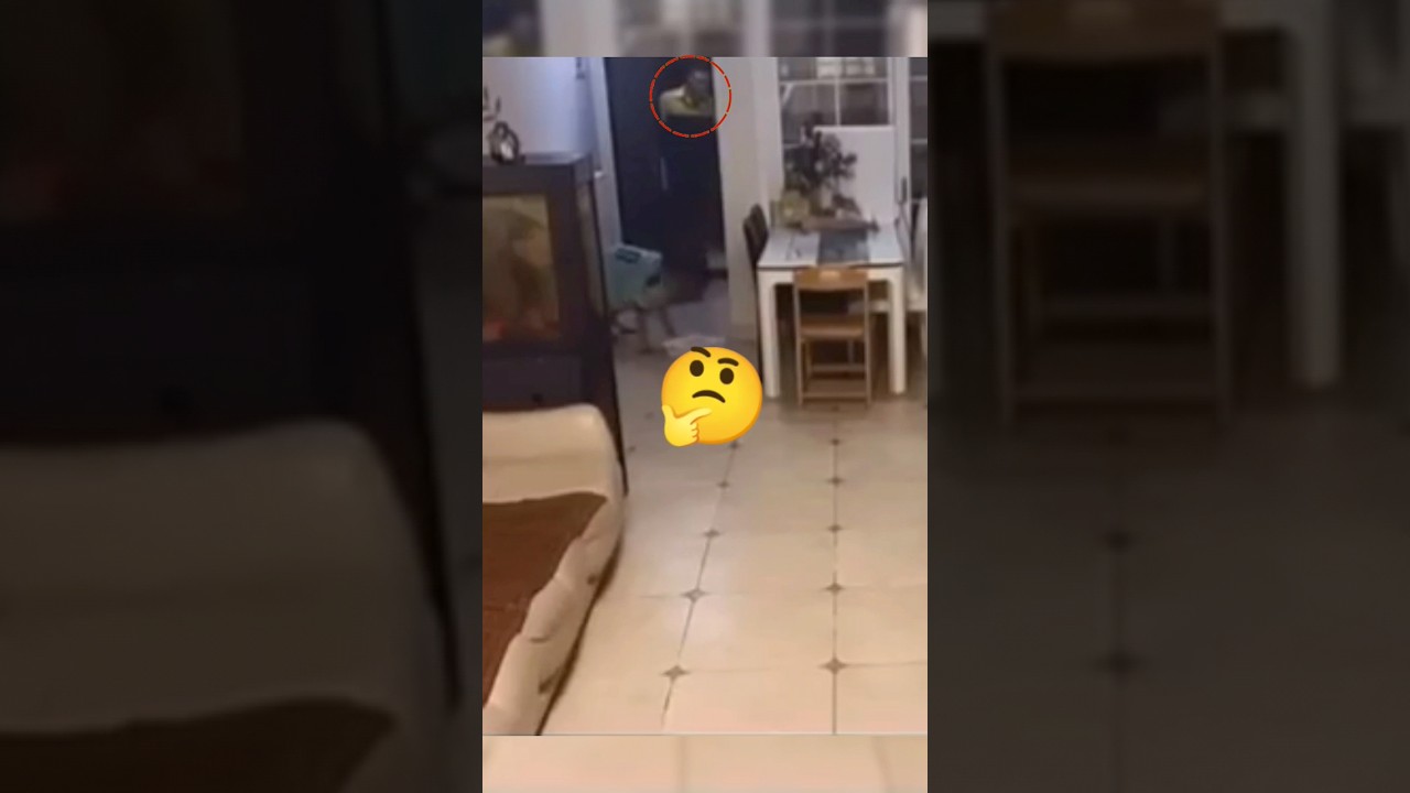 Smart Dog's Incredible Reaction to Door Knock Will Amaze You! 