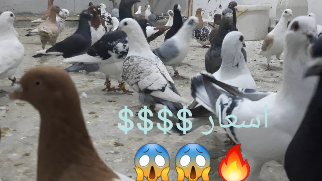 اسعار حمام بالقهوه سوريا ومطيار الصبح والظهر والعصر 