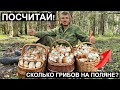 ВАЛИДОЛ ВЗЯЛИ? ЛУЧШАЯ ПОЛЯНА БЕЛЫХ ГРИБОВ В ЭТОМ СЕЗОНЕ!