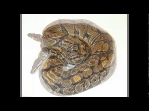 video phone beyonce mp3 BALL PYTHON COLLECTION (PICS)