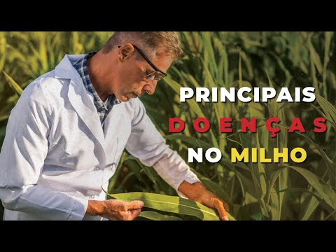 Vídeo: O que é a Mancha Marrom do Milho: Aprenda Sobre o Controle da Mancha Marrom Physoderma