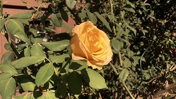 Vilray sings ‘To Be is To Abide’—a personal reflection