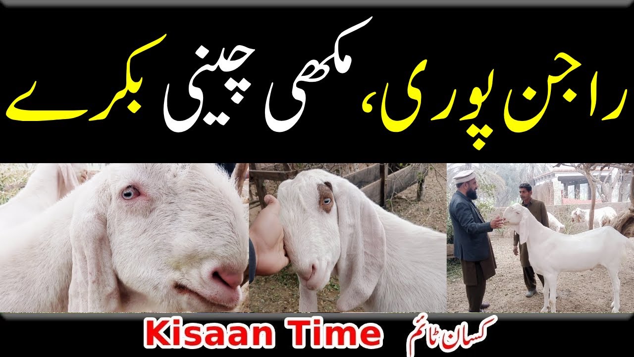 Rajanpuri bakra makhi cheeni goat farm in pakistan makhi cheeni bakry مکھی چینی  Kisan timeکسان ٹائم