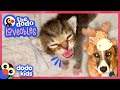 Mama Cat And Scared Dog Find The Sweetest Heroes ❤️  | Loveables | Dodo Kids