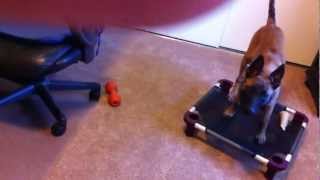 Puppy Training - Diary Episode #18 - Demonstrating Problem Solving Ability