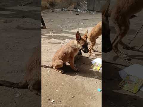 حسين خشبه المقطم لايف سوق الجمعه سوق الكلاب