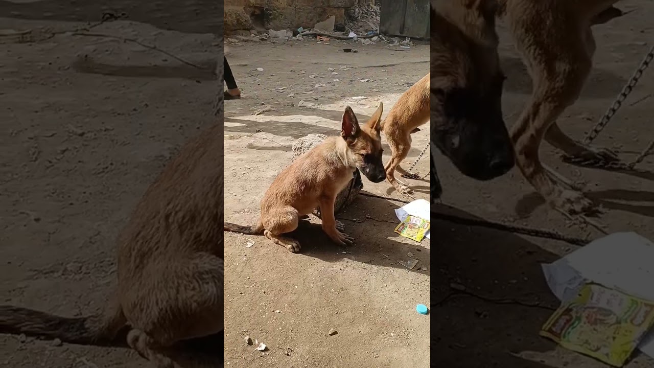 حسين خشبه المقطم لايف سوق الجمعه سوق الكلاب 😱🔞🔥