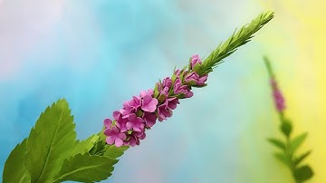 ABC TV | How To Make Verbena Stricta Flower With Shape Punch - Craft Tutorial
