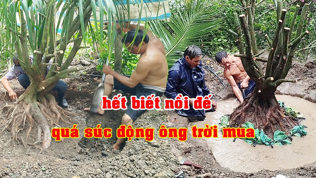 Bứng Cây Mai Tứ Qúy Đứa Con Gái Bật Khóc  | Tứ Qúy Miệt Vườn