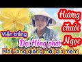 15/5/2026☎️0387.034.439👉Kim Thư 🌲mai vàng giống mới giá rẻ viền trắng-hương chuỗi Ngọc-đại Hồng phát