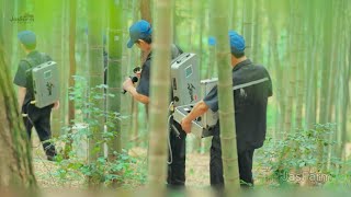 Rahasia Minuman Keras Bambu: Minuman yang Dimatangkan di Dalam Bambu Hidup!