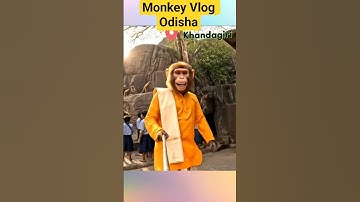 बंदर का ओड़िशा trip #aivlogger​ #monkeyvideo​ #monkey​#kedarnath_monkey_vlog​ #vairl_monkey​ #shorts