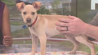 Humane Society Of Southeast Texas Has Many Dogs, Cats Looking For Forever Homes
