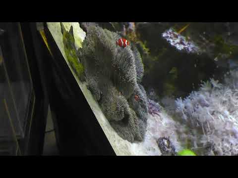 0327　中古水槽紹介、　久しぶりに入荷　沖縄産ハタゴ！