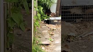 Guy Traps Live Skunk On Accident