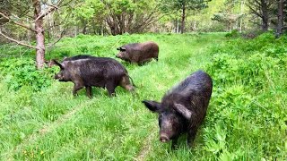 ТАЙНОЕ ИСЧЕЗНОВЕНИЕ СВИНОМАТОК. ОЧЕНЬ ВКУСНАЯ ПОСЫЛКА ОТ ВИКТОРА «ХОЧУ В ДЕРЕВНЮ»