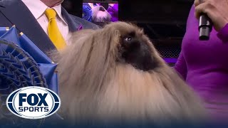 Rummie The Pekingese Wins The Wkc Toy Group Westminster Kennel Club