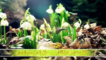 جديد.....سورة مريم تلاوةمؤثرة جدا القارئ عمر عبدالله