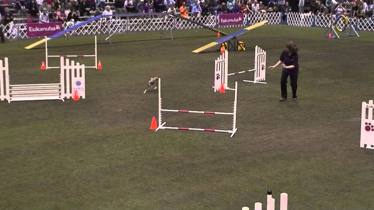 Zizzo in 2012 AKC Invitational Standard