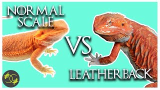 What is the Difference between a Leatherback and a normal scale Bearded Dragon.