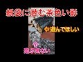 【ねこ】遊んでほしい猫と遊ぶ気がない猫【パぺ家】