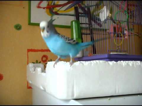 Гешка танцует