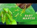 Mama Mantis Laying To Many Eggs - BABY MANTISES Hatched So Cute