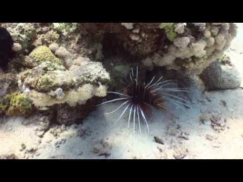 Voodoo Divers Juli 2009 - Ben El Gebel (HD 1280x720)