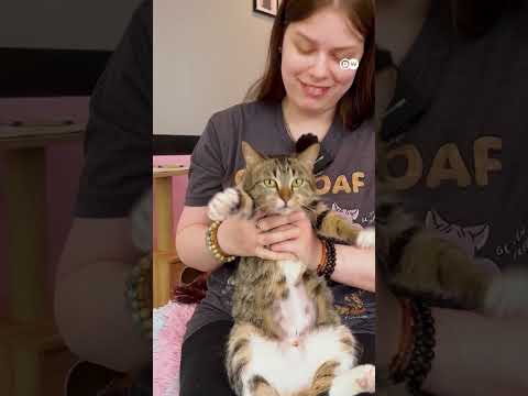 Ondoa Stress Na Paka Au Mbwa DW Kiswahili