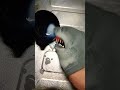 #pet ミルクmilk