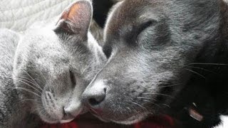 Собака привела кошку (жесты) Собака привела кошку (жесты)