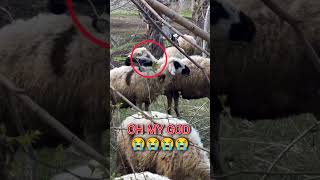 #shorts #shortvideo #trending #viralvideo #short #reels #video #new #india #comedy #funny