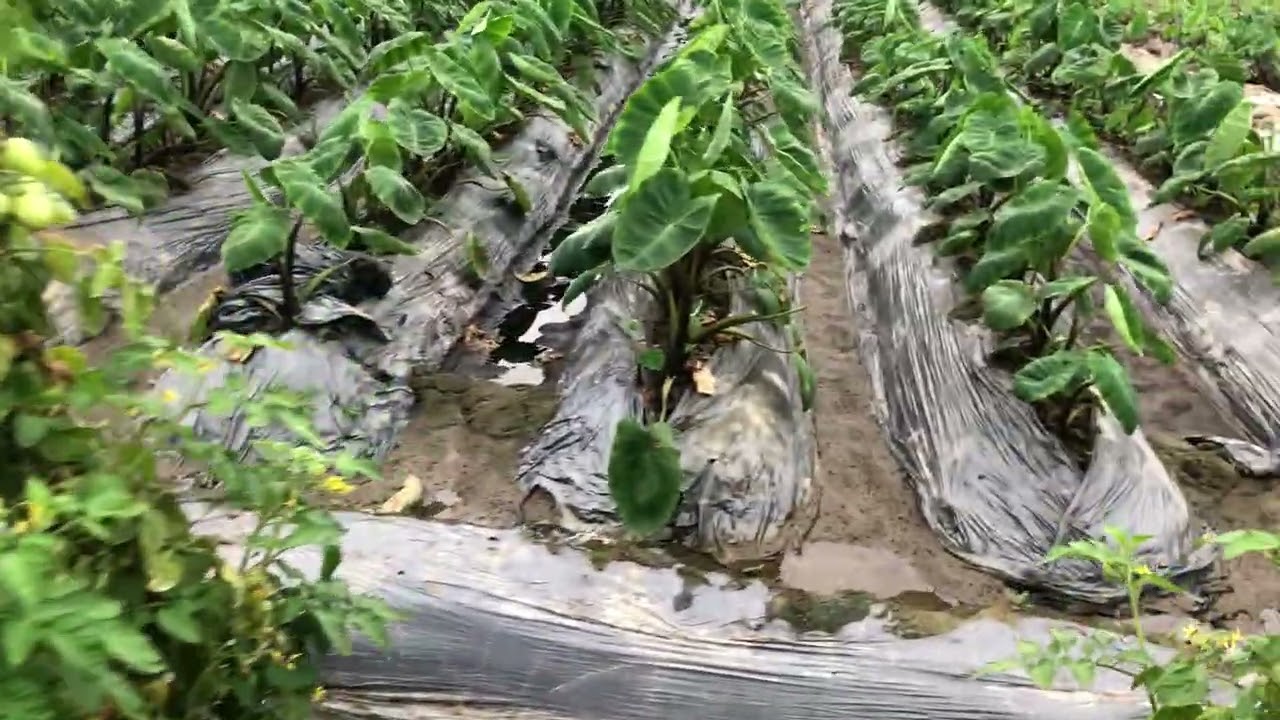 Canh đông rau cu poa