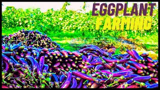 Next Level Greenhouse Farming | Modern Eggplant Cultivation Technology | Eggplant Farming