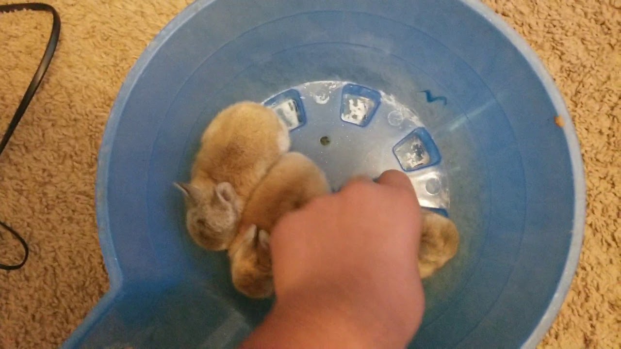 About 2 week old rabbits 
