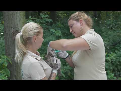 Videó: Leopárdkölykök természetes körülmények között és fogságban