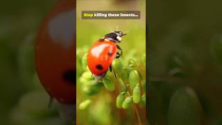 Don’t Kill These Bugs — They Save Your Plants #organicfarming #plants #beneficialinsects  #predators