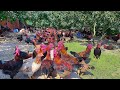 How to raise 3000 Chickens in the garden, Chickens Farm
