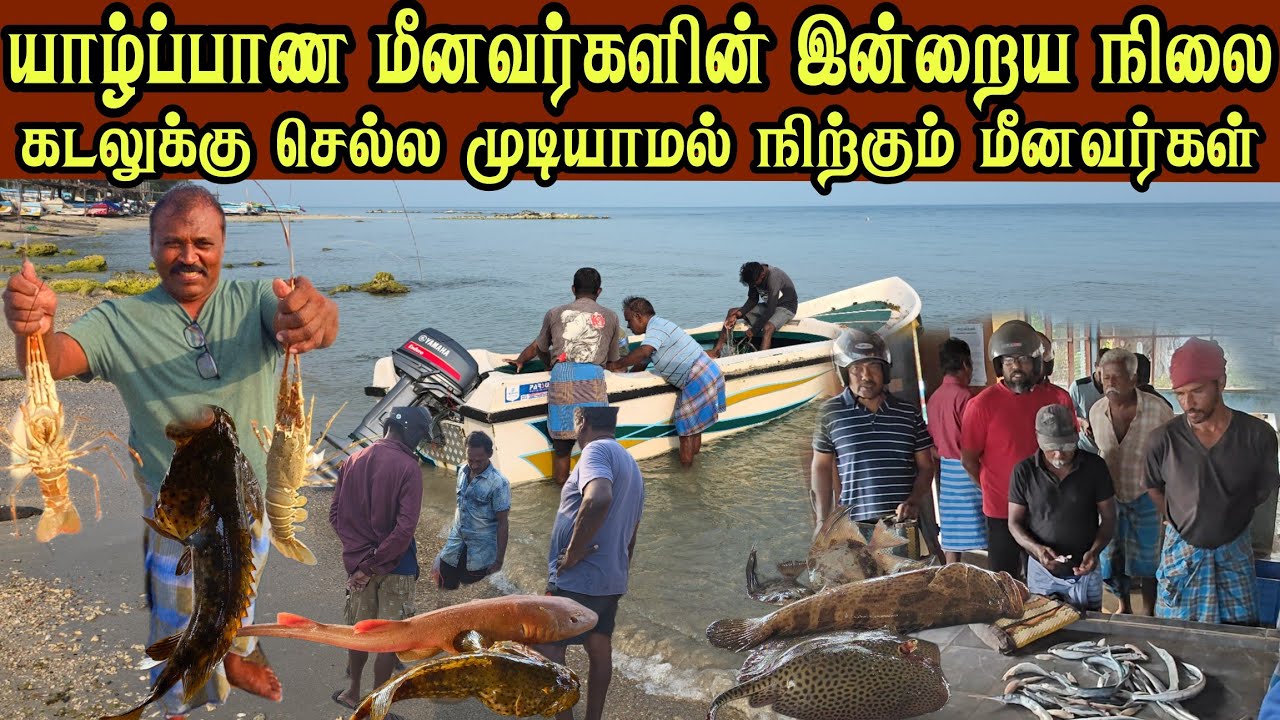 🛑 அமெரிக்கா ஈரானால் பாதிக்கப்பட்ட யாழ்ப்பாணம் மாதகலில் மீனின் விலை