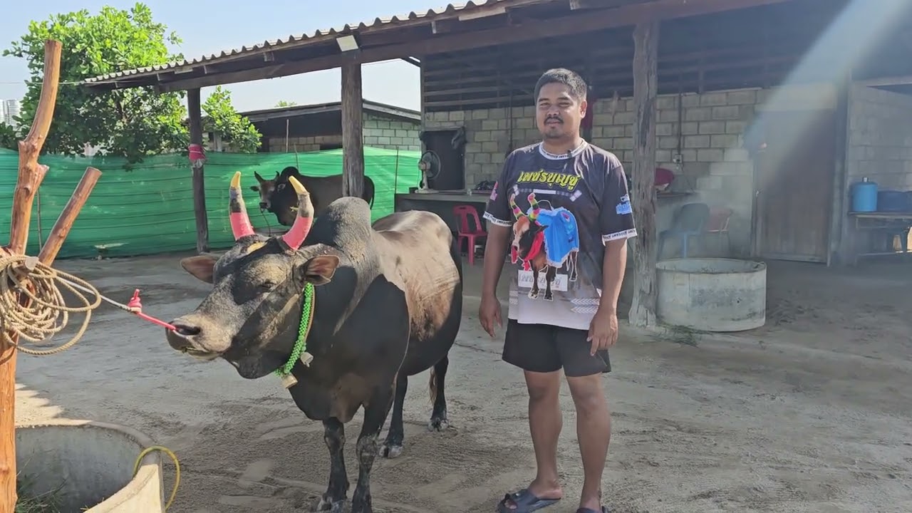 เยี่ยมคอกวัวชน สนามนครตรัง โหนดงามโพธิ์แก้วพิทักษ์นำชัยขวัญใจโล่ทองคำ (โพธิ์เพชร)