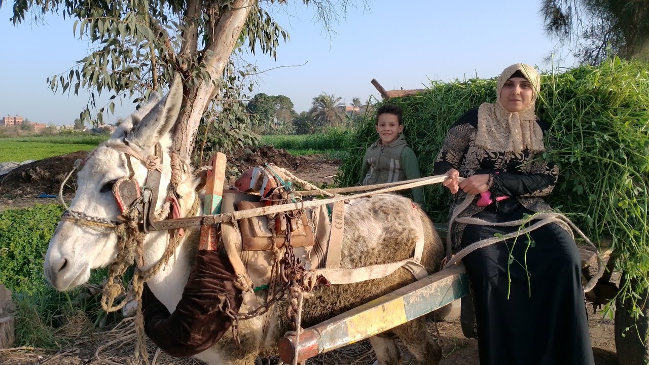 جوله في الغيط 🤔وكانت المفاجاه باجمل هديه لست الحبايب ربنا يجبر بخاطر كل الا جبر بخاطر امي🤲