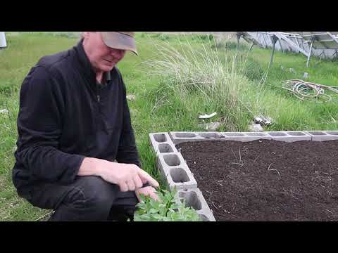 Video: Kun je lavas in potten kweken - Tips voor het kweken van lavas in een container